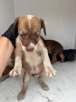 Yara -  Mixed Breed Dog for Adoption in Mobile, Alabama - Yara | PetCurious