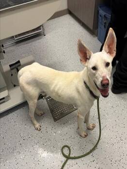 ZEUS -  Carolina Dog and Mixed Breed Dog for Adoption in Forney, Texas - ZEUS | PetCurious
