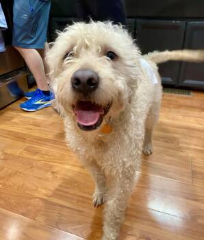 Labradoodle Dogs Available for Adoption in Media, Pennsylvania - TEDDY  | PetCurious