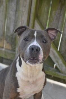 Pit Bull Terrier and Mixed Breed Dogs Available for Adoption in New Orleans, Louisiana - Mickey | PetCurious