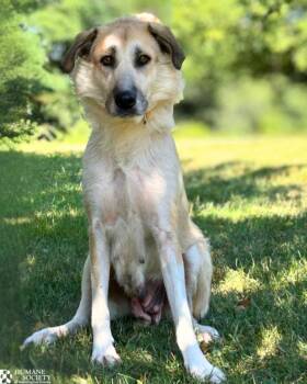 LILY -  Anatolian Shepherd Dog for Adoption in Hagerstown, Maryland - LILY | PetCurious
