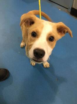 1292615 -  Mixed Breed Dog for Adoption in Dallas, Texas - 1292615 | PetCurious