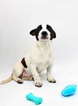 Cardigan Welsh Corgi and Mixed Breed Dogs Available for Adoption in Morton Grove, Illinois - Tayberry | PetCurious