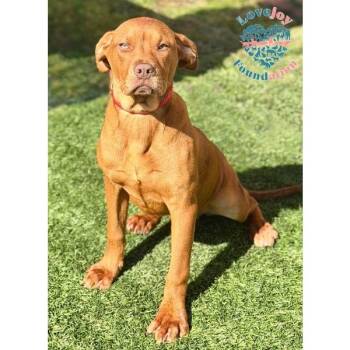 Pit Bull Terrier Dogs Available for Adoption - 3 Musketeers Litter COH | PetCurious