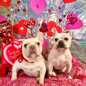 French Bulldog Dogs Available for Adoption - Meg | PetCurious