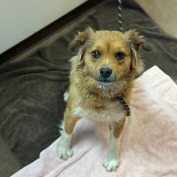 Australian Shepherd and Mixed Breed Dogs Available for Adoption - Ruthenium | PetCurious