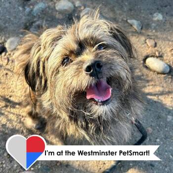 Paola -  Shih Tzu Dog for Adoption in Fort Collins, Colorado - Paola | PetCurious