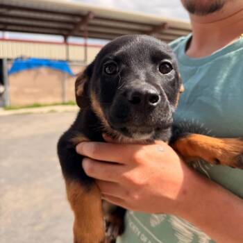 Penny -  Terrier and Mixed Breed Dog for Adoption in Pagosa Springs, Colorado - Penny | PetCurious