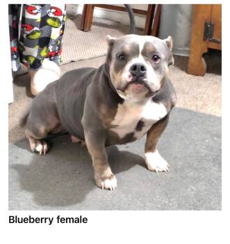 Blueberry -  Bulldog Dog for Adoption in Blue Springs, Missouri - Blueberry | PetCurious