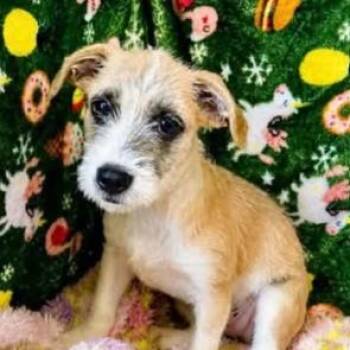 Daisy -  Terrier and Mixed Breed Dog for Adoption in New York, New York - Daisy | PetCurious