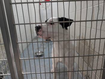 Rescue Labrador Retriever and Shar Pei Dogs for Adoption in Ravenna, Ohio - 187665 LOOKING FOR OWNER | PetCurious