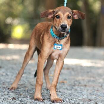 Kenan -  Shepherd Dog for Adoption in Wake Forest, North Carolina - Kenan | PetCurious