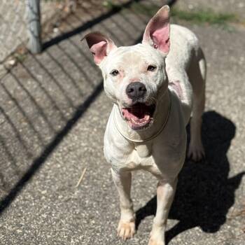Mixed Breed Dogs Available for Adoption in Elberton, Georgia - Halo 12081 | PetCurious