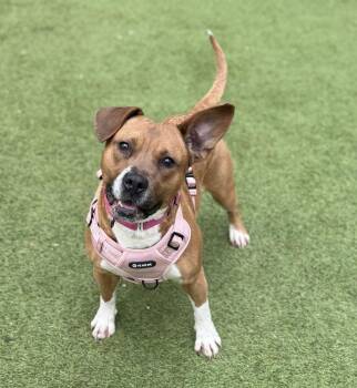 Pit Bull Terrier and Boxer Dogs Available for Adoption in Sandy Springs, Georgia - Paisley | PetCurious