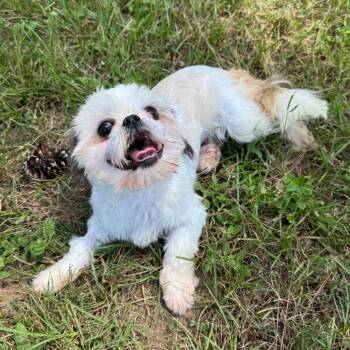 Snookie Belle -  Shih Tzu Dog for Adoption in Houston, Texas - Snookie Belle | PetCurious
