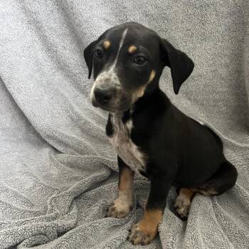 Frankie -  Cattle Dog Dog for Adoption in Cashmere, Washington - Frankie | PetCurious