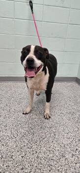 Pack -  Terrier Dog for Adoption in Athens, Tennessee - Pack | PetCurious