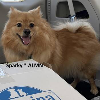 Sparky - ALMN -  Pomeranian Dog for Adoption in Albert Lea, Minnesota - Sparky - ALMN | PetCurious