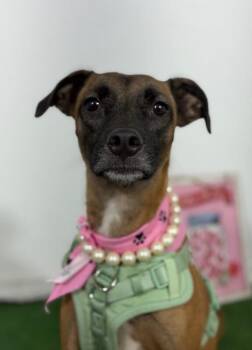 Virginia-One of our Amazing Rescue Dogs -  Whippet and Belgian Shepherd Malinois Dog for Adoption in Carlsbad, California - Virginia-One Of Our Amazing Rescue Dogs | PetCurious