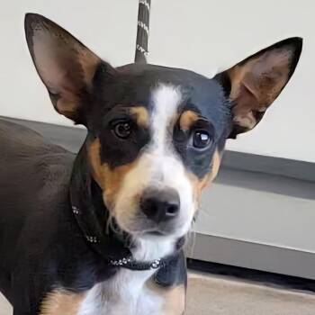 Eddie -  Mixed Breed Dog for Adoption in Las Cruces, New Mexico - Eddie | PetCurious