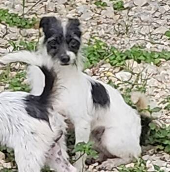 FRESA -  Terrier Dog for Adoption in San Antonio, Texas - FRESA | PetCurious