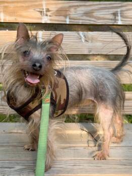 Rocky -  Yorkshire Terrier and Chinese Crested Dog Dog for Adoption in Lambertville, New Jersey - Rocky | PetCurious