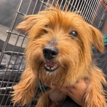 Kobe -  Yorkshire Terrier Dog for Adoption in Waldorf, Maryland - Kobe | PetCurious