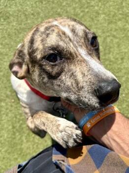 Wacky Inflatable Tube Man -  Mixed Breed Dog for Adoption in Wichita, Kansas - Wacky Inflatable Tube Man | PetCurious