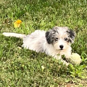 Orchard Pup: Honey Crisp -  Yorkshire Terrier and Mixed Breed Dog for Adoption in Falls Church, Virginia - Orchard Pup: Honey Crisp | PetCurious