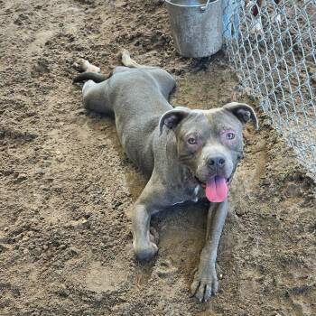 George -  Terrier Dog for Adoption in Umatilla, Florida - George | PetCurious