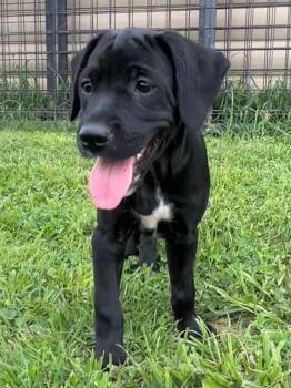 Marco -  Golden Retriever and Labrador Retriever Dog for Adoption in Lisbon, Iowa - Marco | PetCurious