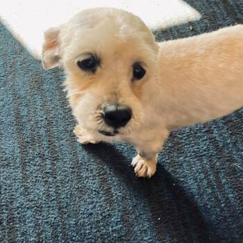 Perry -  Shih Tzu and Mixed Breed Dog for Adoption in Tomah, Wisconsin - Perry | PetCurious