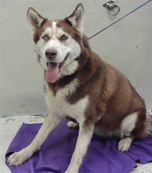 Husky and Mixed Breed Dogs Available for Adoption - A2060740 | PetCurious