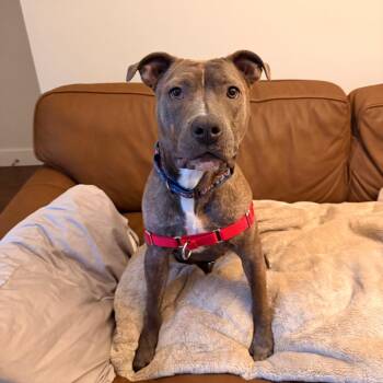 Mixed Breed Dogs Available for Adoption in Chicago, Illinois - Patchwork | PetCurious