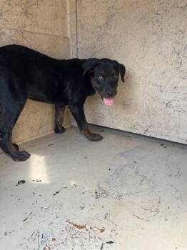 A480840 -  Rottweiler Dog for Adoption in Oklahoma City, Oklahoma - A480840 | PetCurious