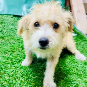 Rescue Cairn Terrier Dogs for Adoption in Visalia, California - Scruffy | PetCurious