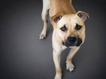 Karma -  American Bulldog and Mixed Breed Dog for Adoption in Bowling Green, Kentucky - Karma | PetCurious