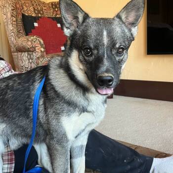 Rescue Swedish Vallhund and Norwegian Elkhound Dogs for Adoption in Lynchburg, Virginia - Loki | PetCurious