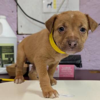 Autumn -  Mixed Breed Dog for Adoption in Jefferson City, Tennessee - Autumn | PetCurious