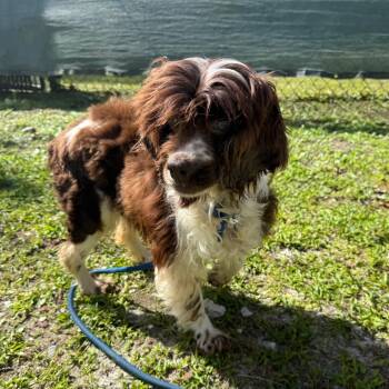 Mixed Breed Dogs Available for Adoption - Tina | PetCurious