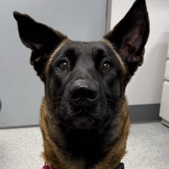 Belgian Shepherd Malinois Dogs Available for Adoption - Mal | PetCurious