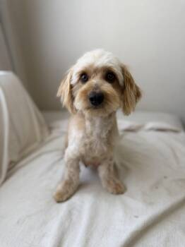 Hazel -  Dachshund and Shih Tzu Dog for Adoption in Orange, California - Hazel | PetCurious
