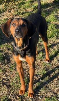 Ray -  Hound Dog for Adoption in Calera, Alabama - Ray | PetCurious