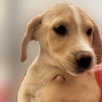 Jenny Dennison -  Labrador Retriever and Mixed Breed Dog for Adoption in Reno, Nevada - Jenny Dennison | PetCurious