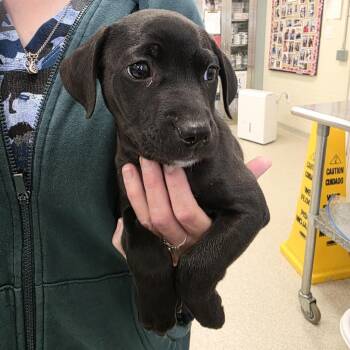 James -  Mixed Breed Dog for Adoption - James | PetCurious