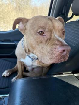 Pharaoh -  Pit Bull Terrier Dog for Adoption in Glenfield, New York - Pharaoh | PetCurious