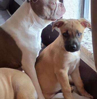 Shepherd Dogs Available for Adoption in Broken Arrow, Oklahoma - Harper | PetCurious
