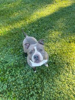 Samson -  Pit Bull Terrier Dog for Adoption in Myerstown, Pennsylvania - Samson | PetCurious