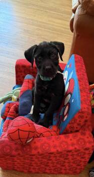 Eclair -  Schnauzer Dog for Adoption in Littleton, Colorado - Eclair | PetCurious
