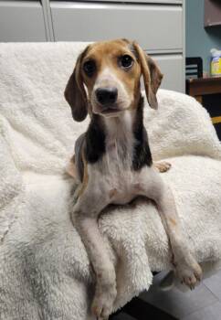 Maple -  Beagle Dog for Adoption in Lisbon, Ohio - Maple | PetCurious